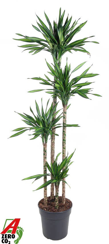 Dracaena fragrans Riki 120-90-60-30 170cm 27cm Pot