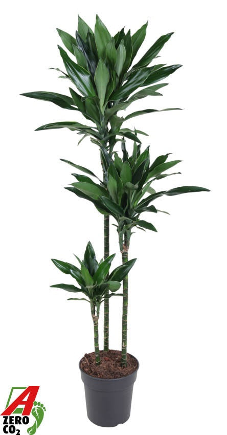 Dracaena fragrans 160cm 24cm Pot