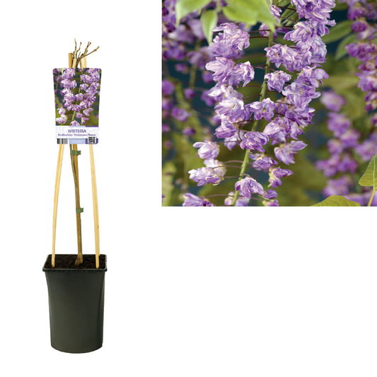 Wisteria floribunda Violacea Plena 75cm 17cm Pot