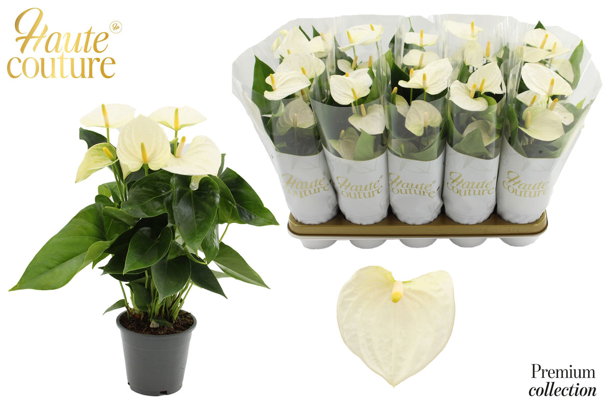 Anthurium Cocos in Christmas sleeve 40cm 12cm Pot