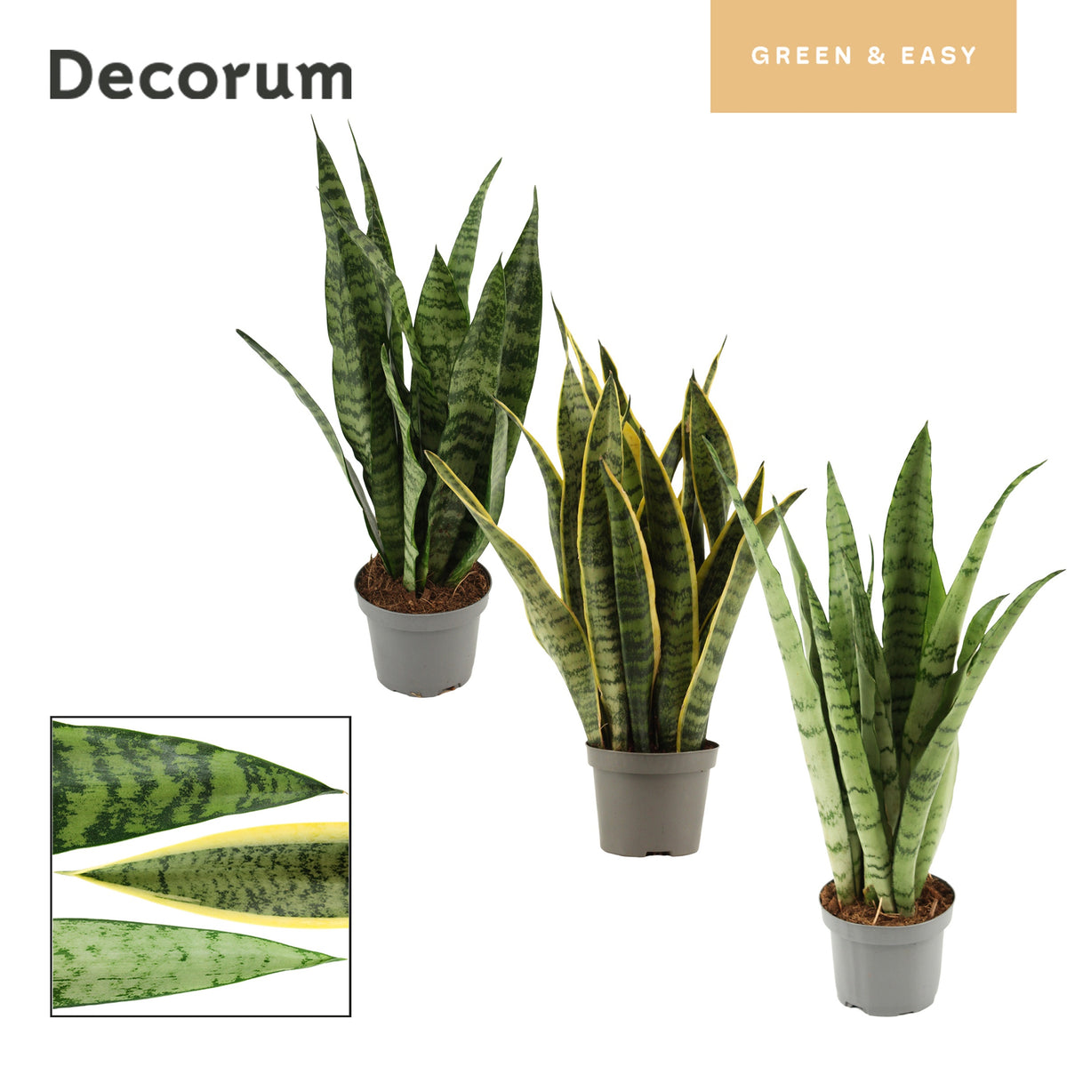 Sansevieria trifasciata 35cm 9cm Pot