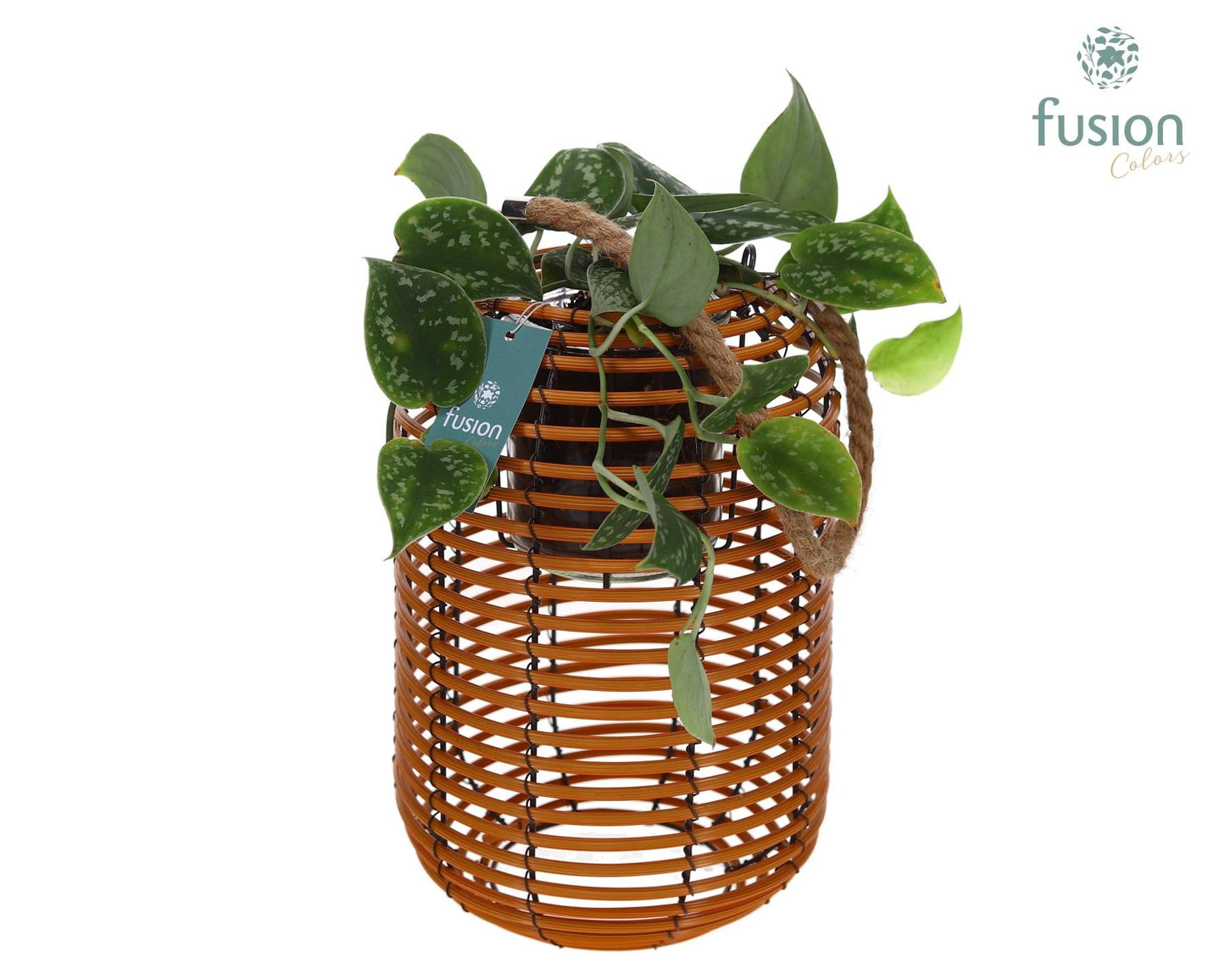 Lantaarn rattan spiraal Hori incl.glas hengsel en Scindapsus 35cm 19cm Pot
