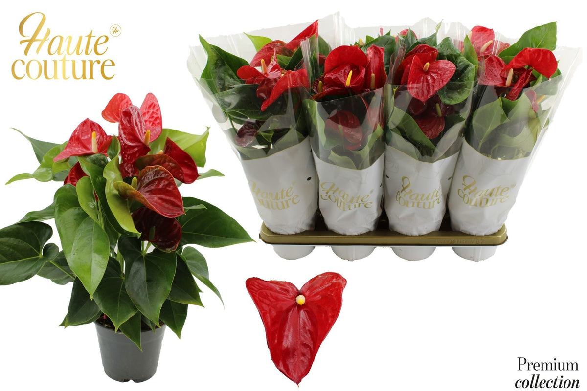 Anthurium Big Picture 50cm 14cm Pot
