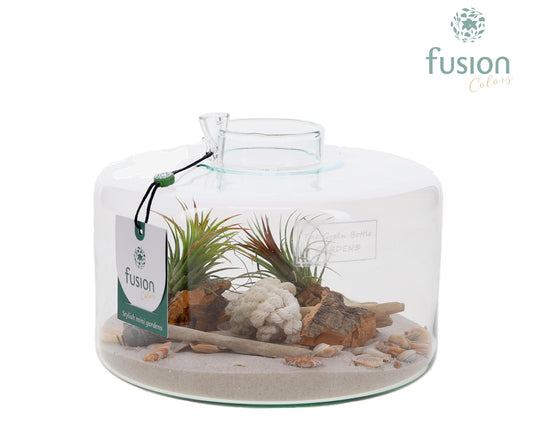 arr. Tillandsia 15cm 19cm Pot