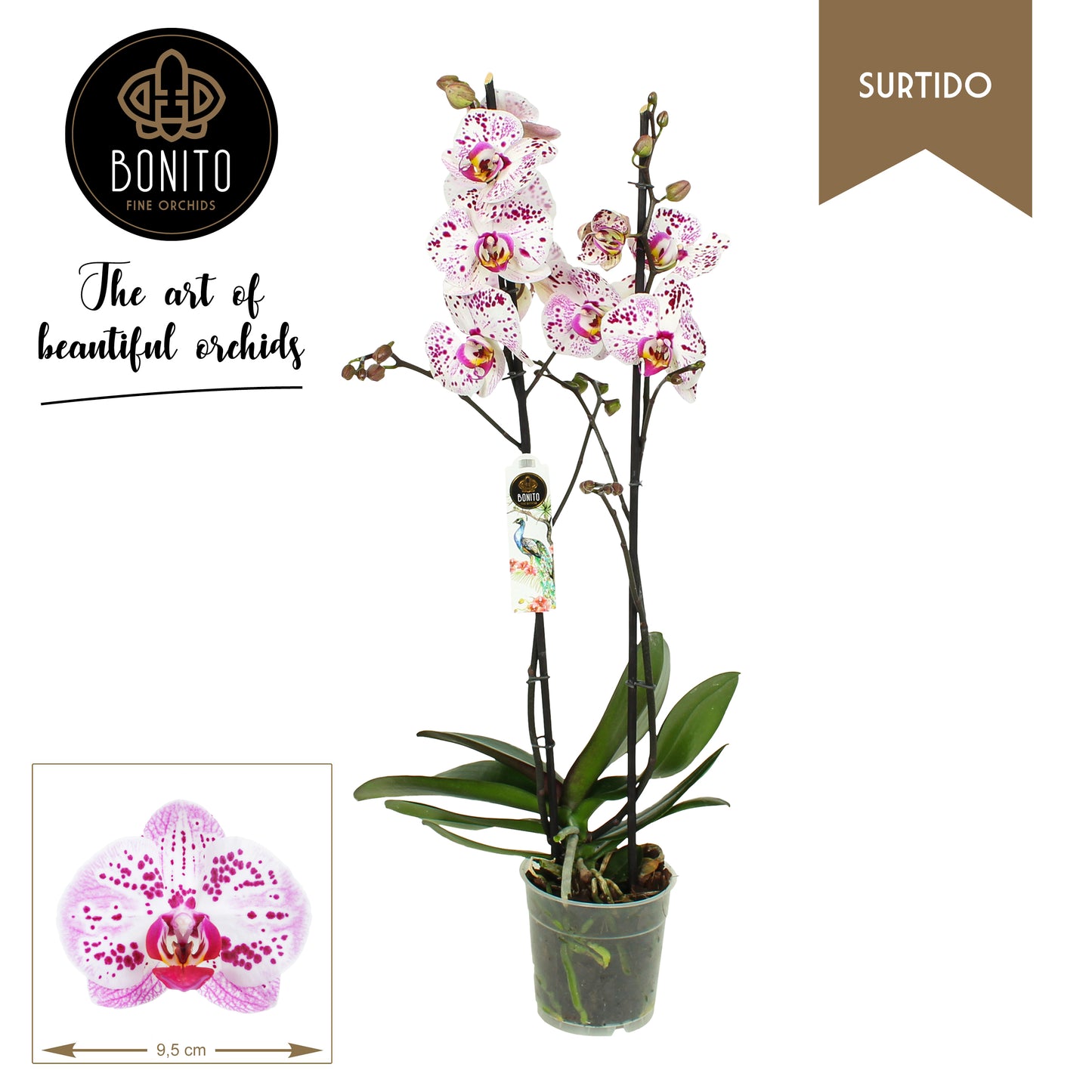 Bonito Plant Phalaenopsis Sevilla Pack of 10