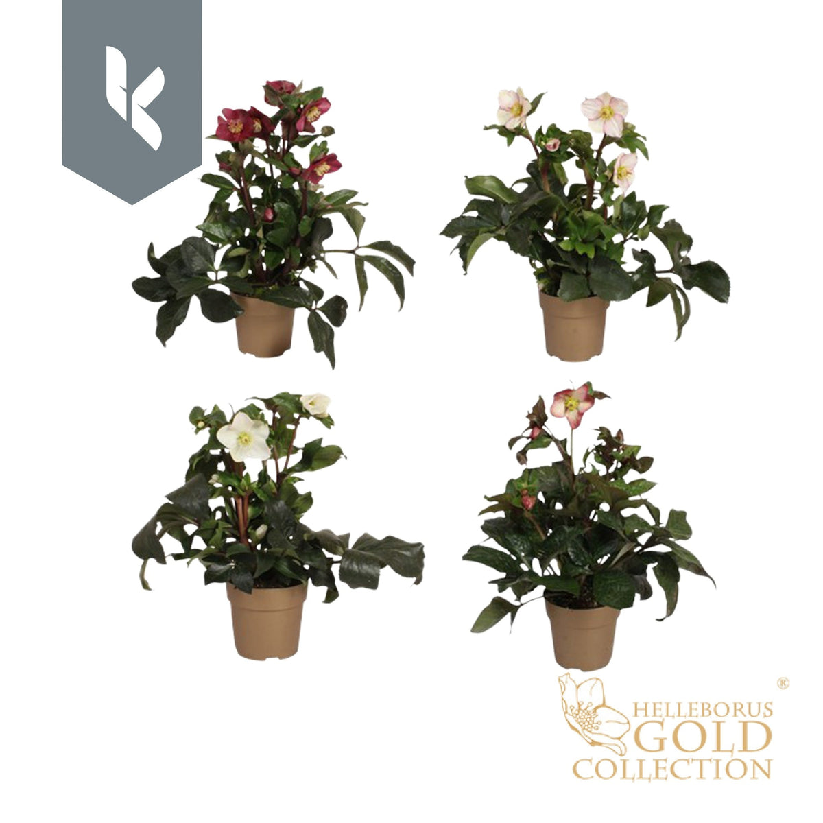 Helleborus Ice N' Roses mix 60cm 15cm Pot