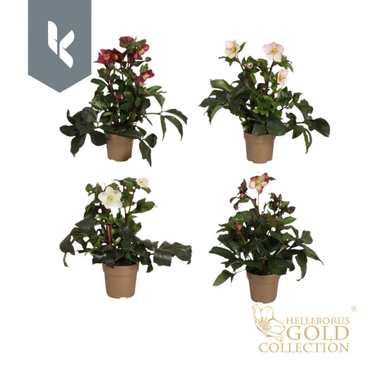 Helleborus Ice N' Roses mix 60cm 15cm Pot