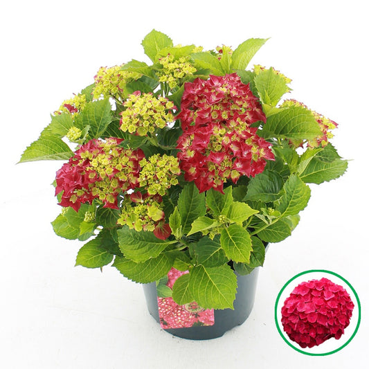 Hydrangea macrophylla red 45cm 23cm Pot