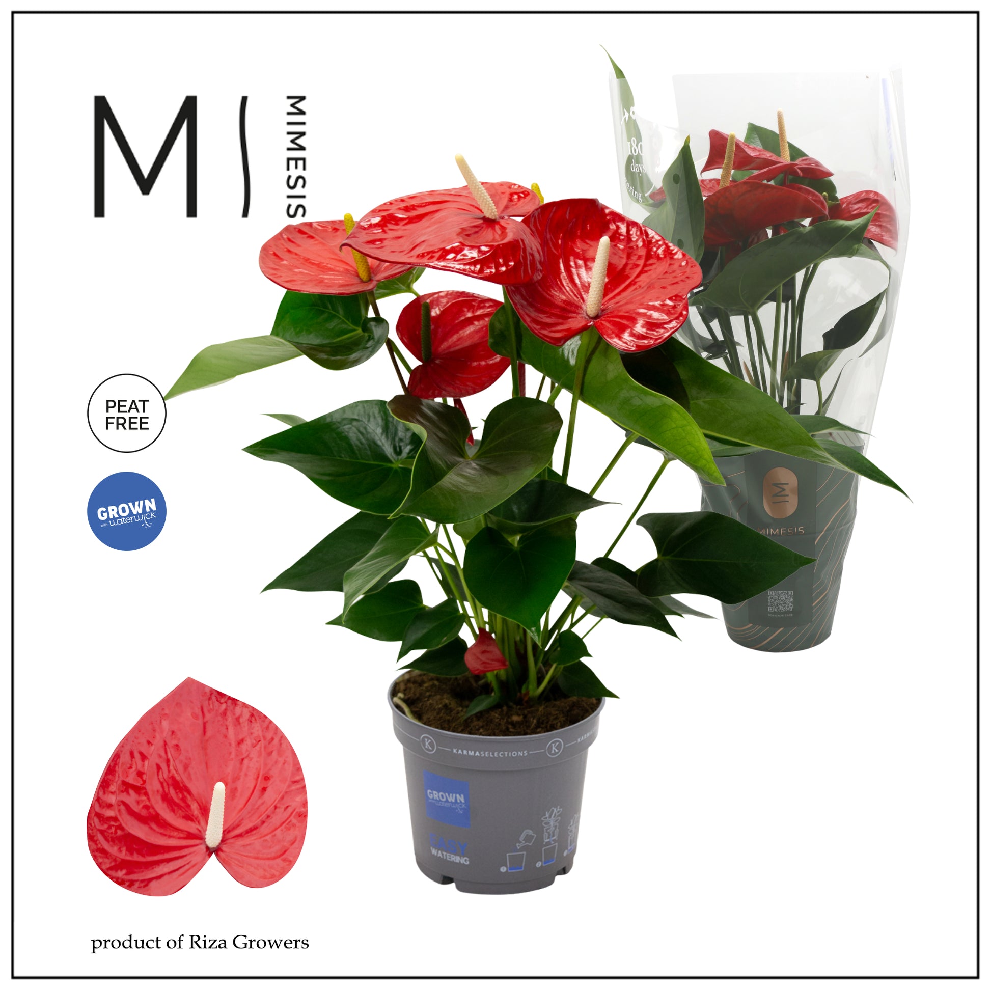 Anthurium red 70cm 17cm Pot