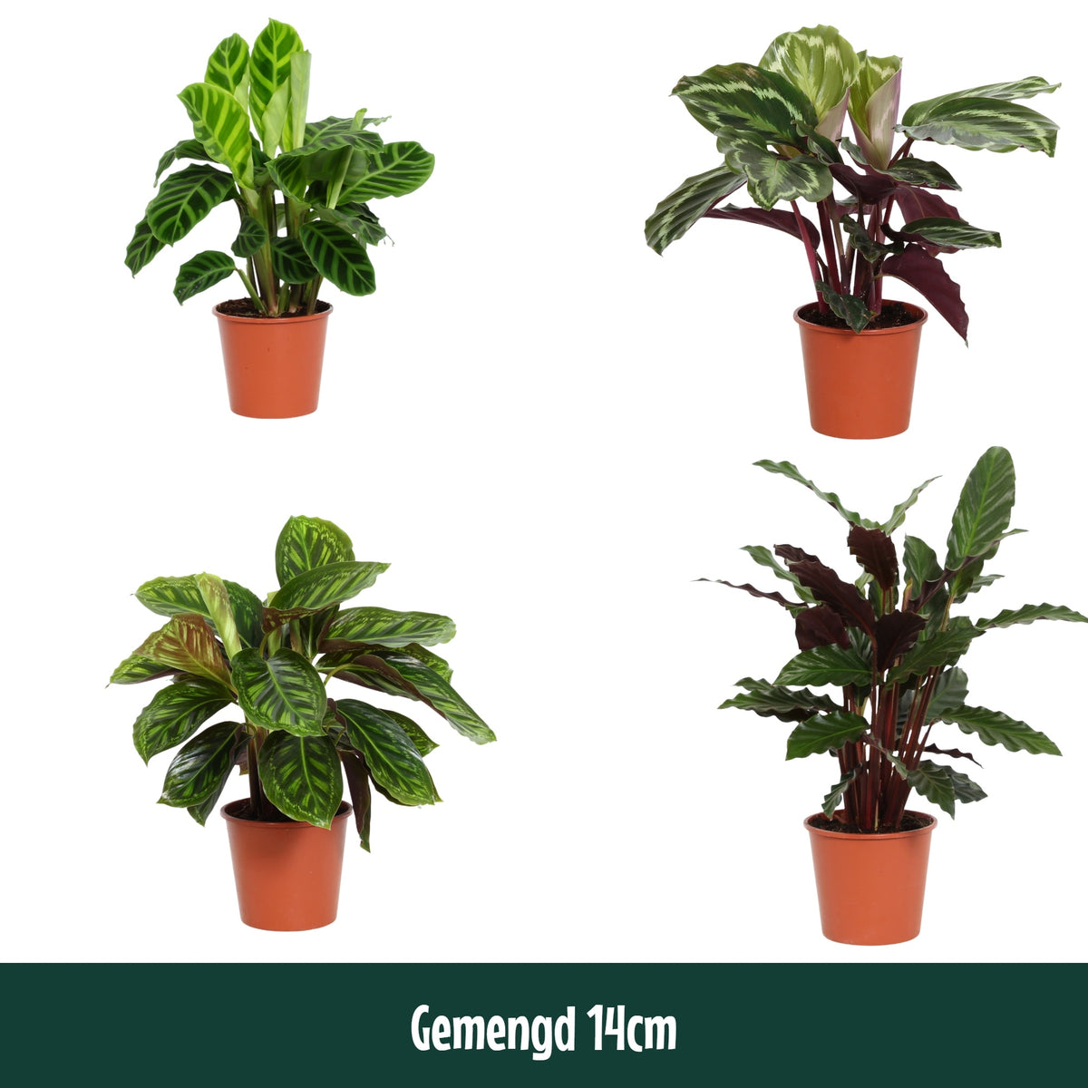 Calathea mix 45cm 14cm Pot