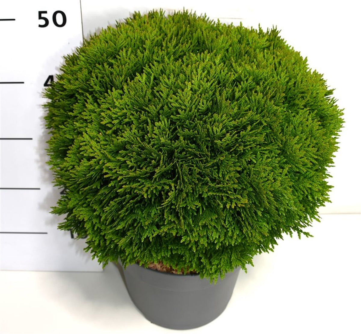 Thuja occidentalis Danica 55cm 26cm Pot