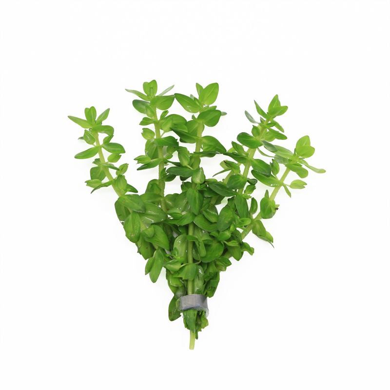 Waterplkw R. Moerings Bacopa caroliniana Pack of 10