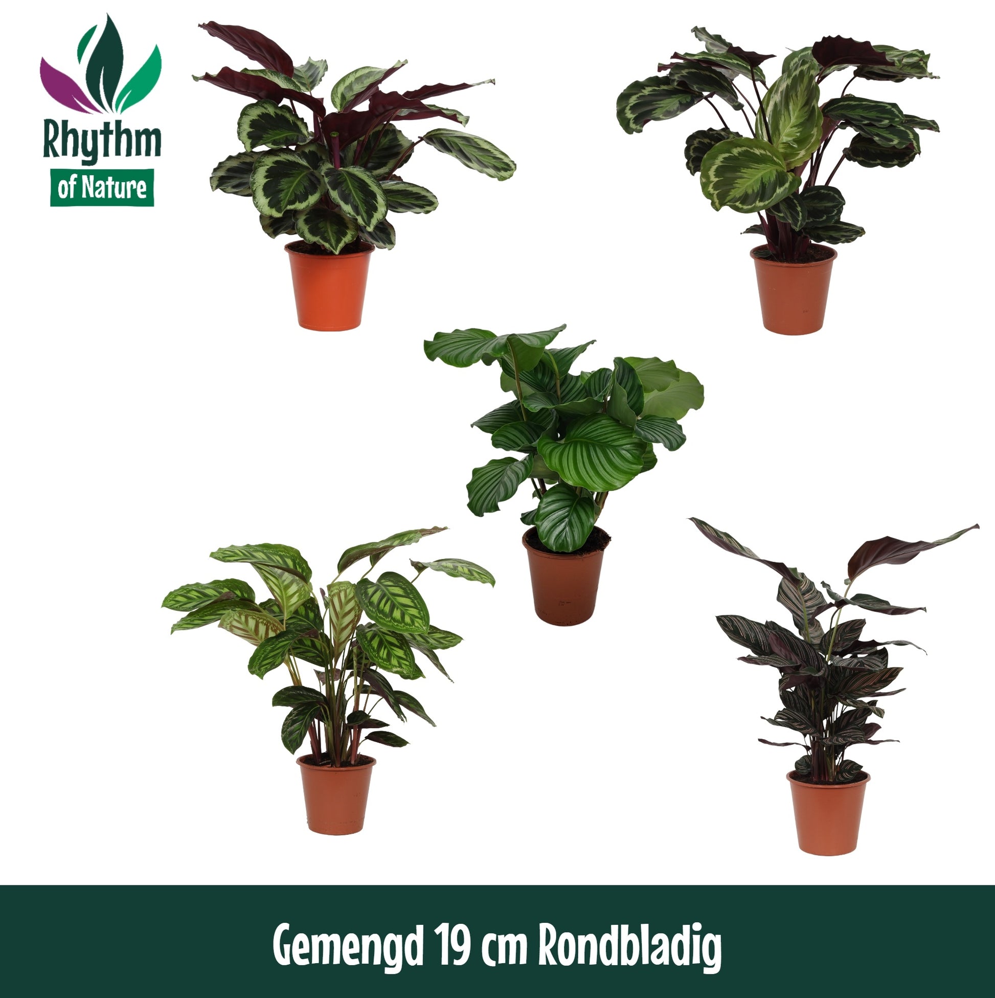 Calathea roseopicta mix 75cm 19cm Pot