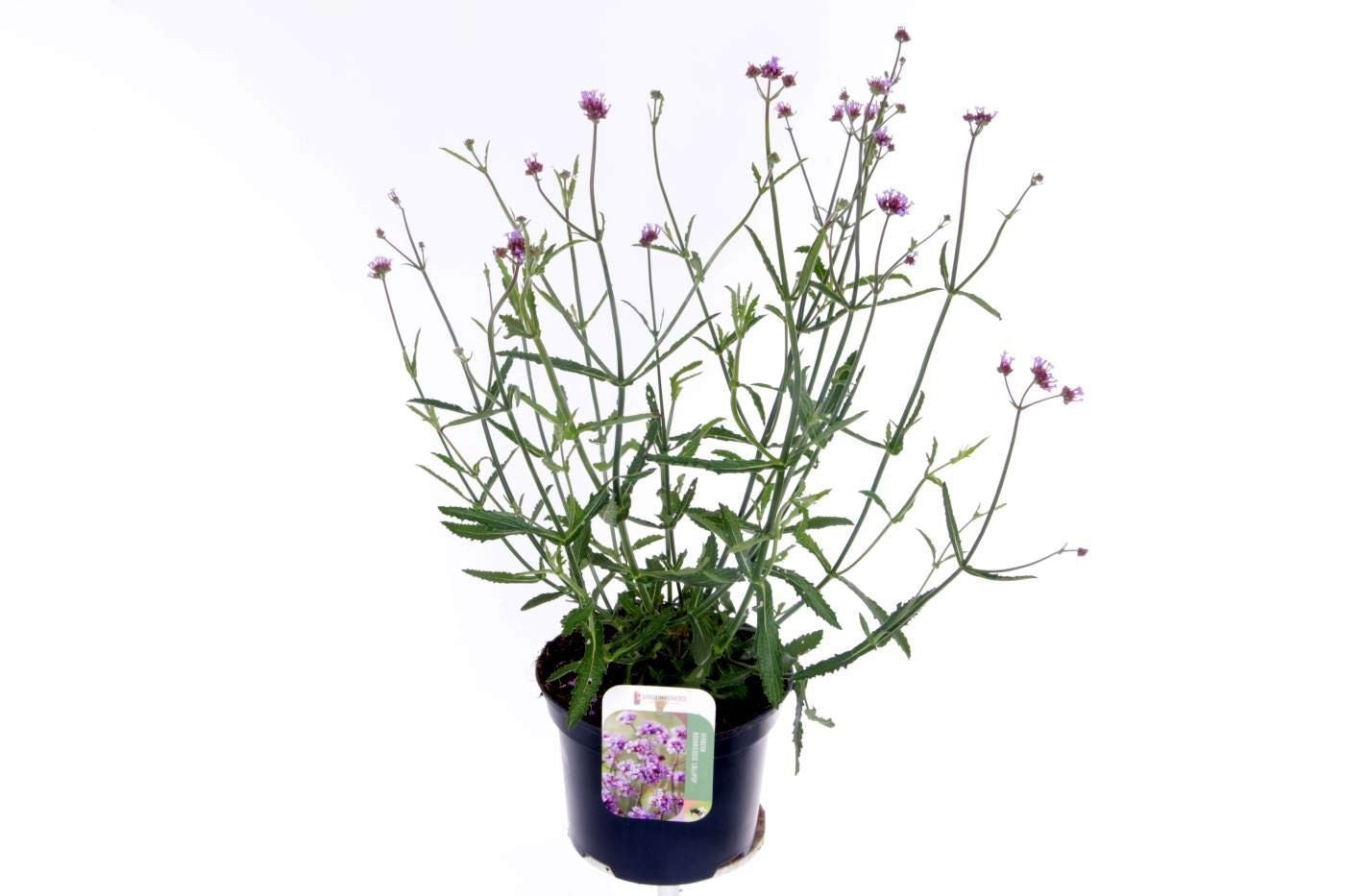 Verbena Lavender Spires 55cm 17cm Pot