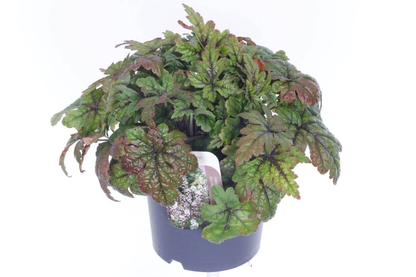 Tiarella cordifolia 40cm 17cm Pot