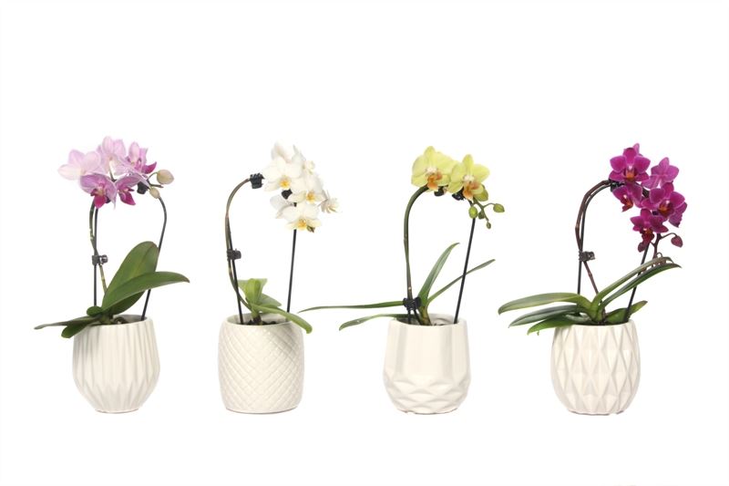 Phalaenopsis hybrid 17cm 6cm Pot