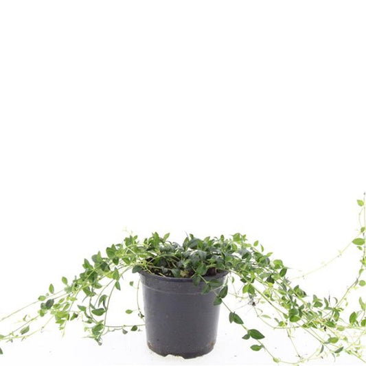 Vinca Gertrude Jekyll 25cm 14cm Pot