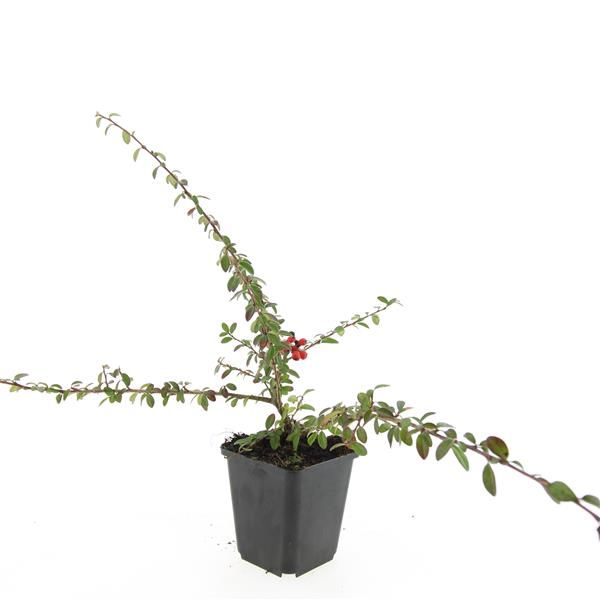 Cotoneaster sue. Coral Beauty 15cm 9cm Pot