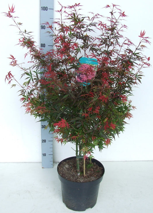 Acer Shaina 80cm 26cm Pot