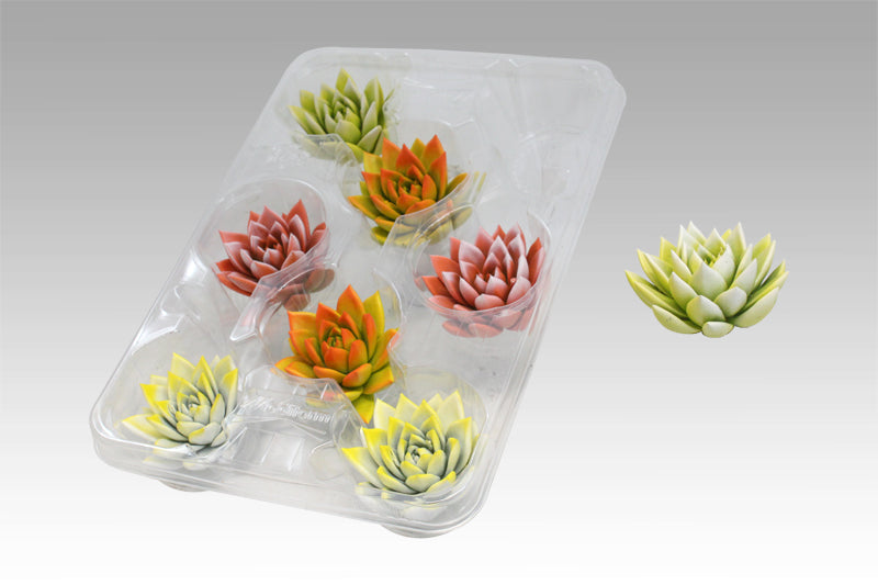 Amigo Plant VOF Echeveria mix Pack of 8