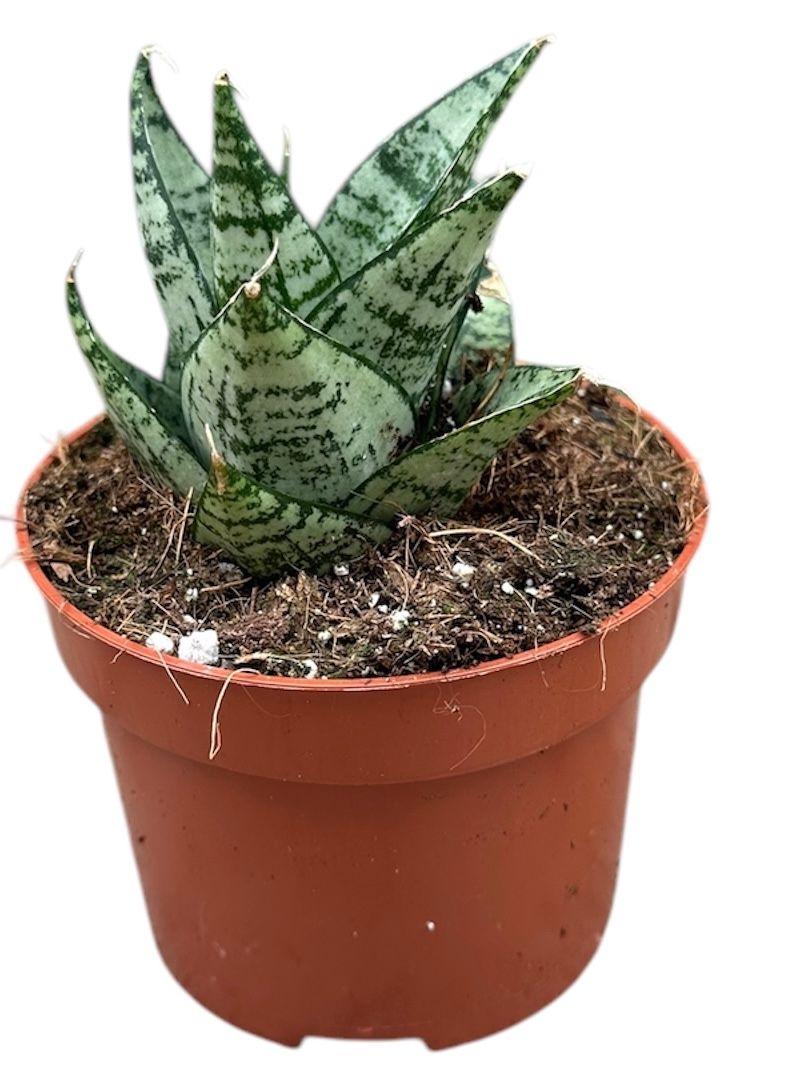 Sansevieria 15cm 510cm Pot