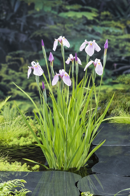 Iris lae.  Rose Queen 30cm 18cm Pot