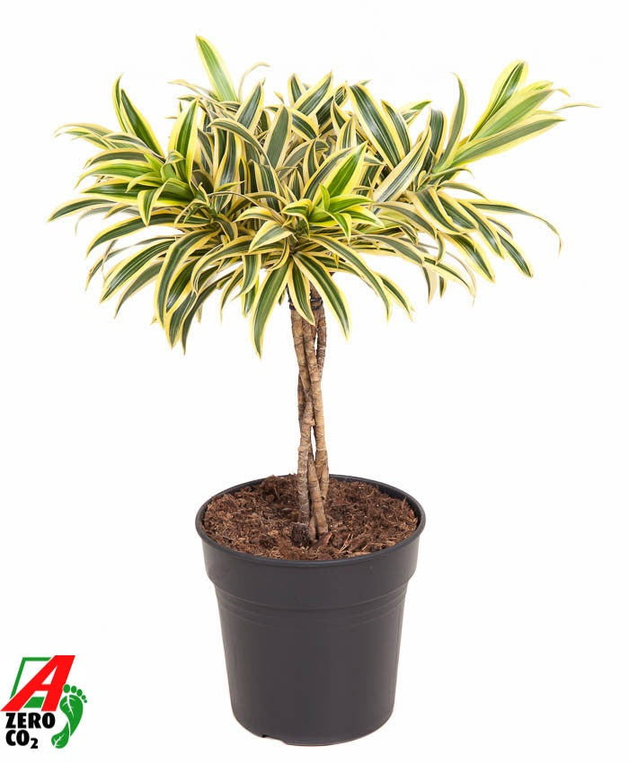 Dracaena ref. Song of India 60cm 21cm Pot