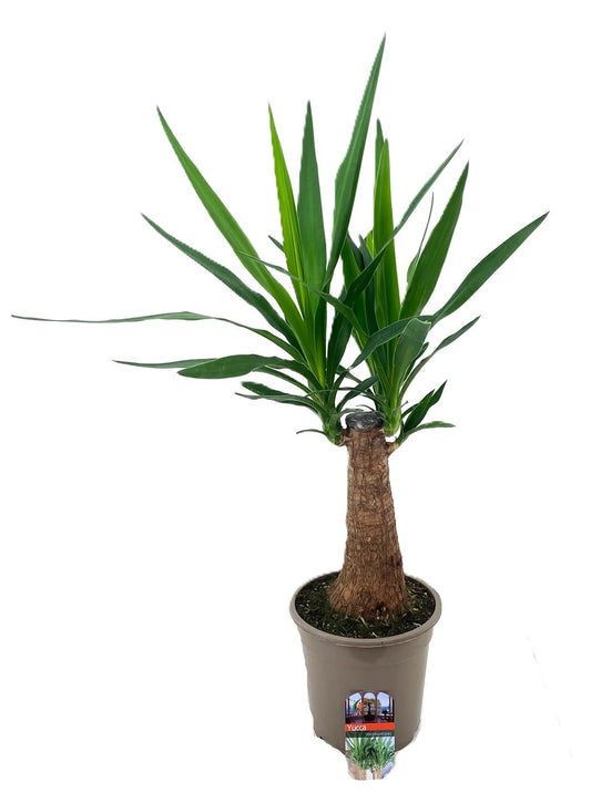 Yucca branched 85cm 19cm Pot