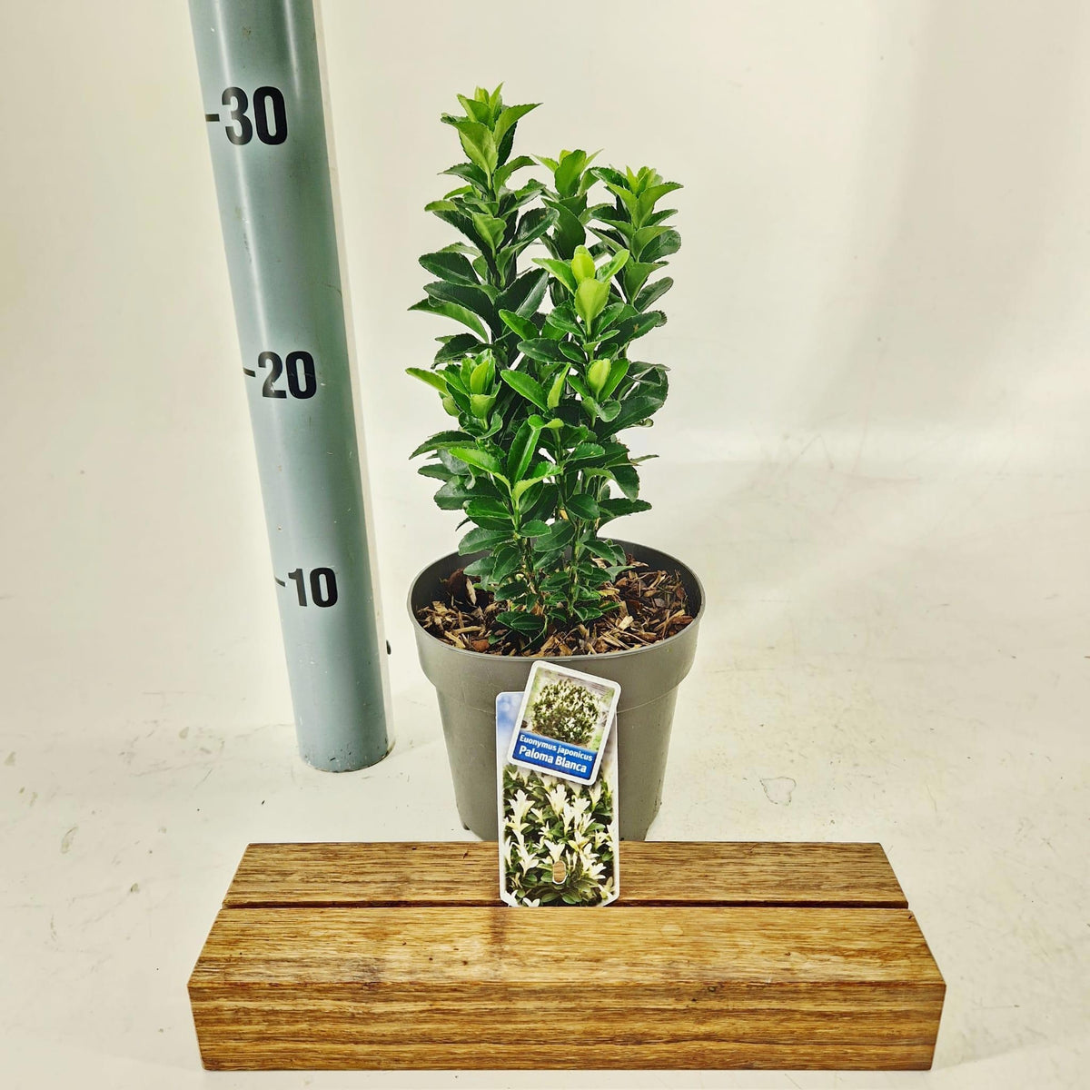 About Plants Zundert BV Euonymus Paloma Blanca Pack of 8