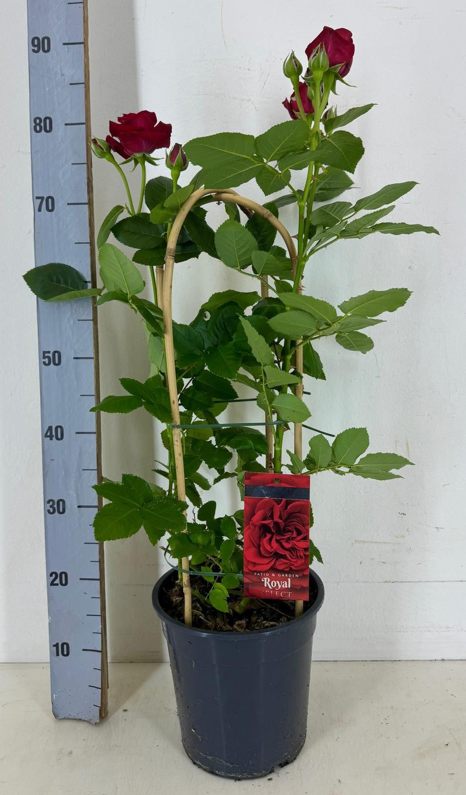 Rosa flor. Royal Select 75cm 22cm Pot