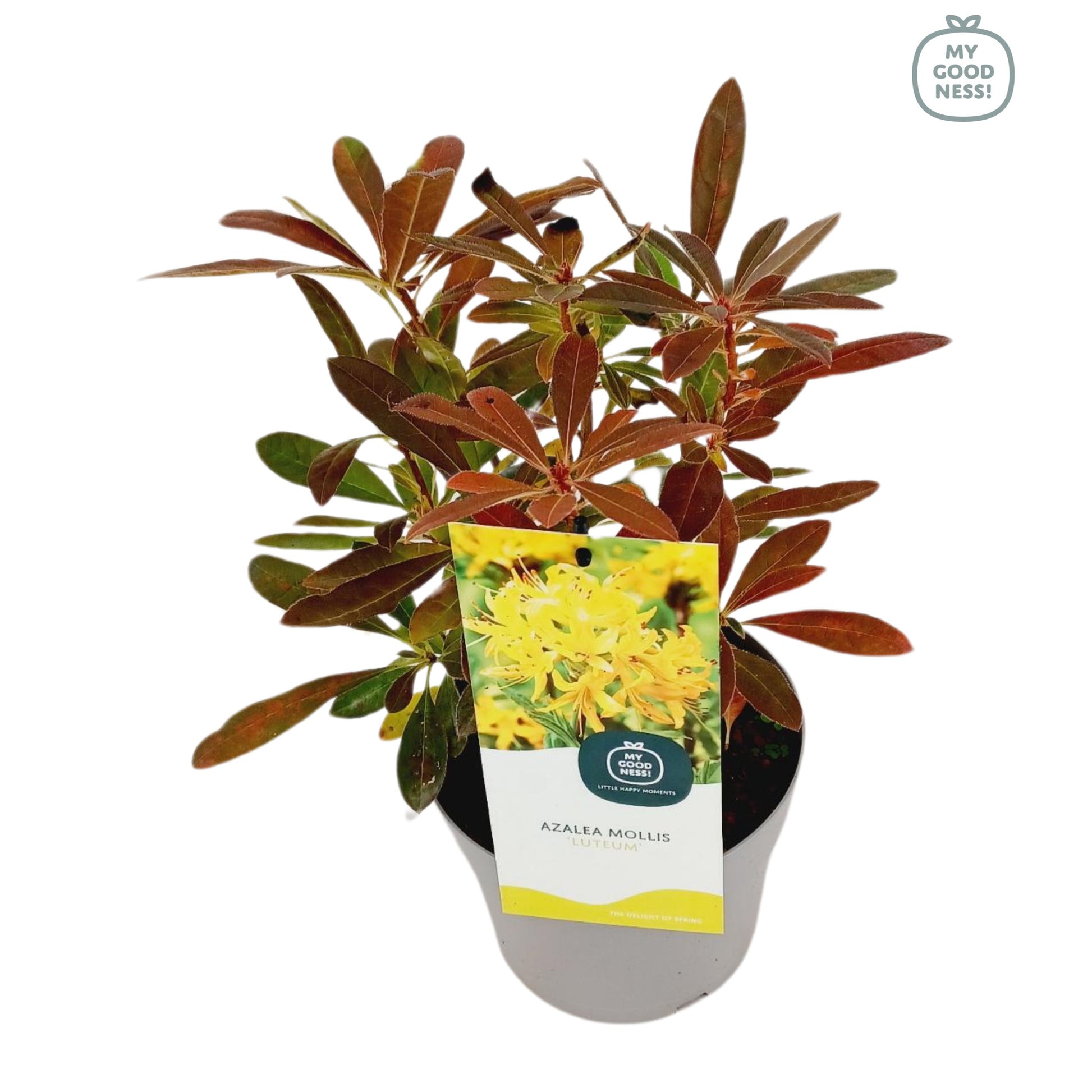 Leybaert BVBA Rhododendron mollis mix Pack of 1