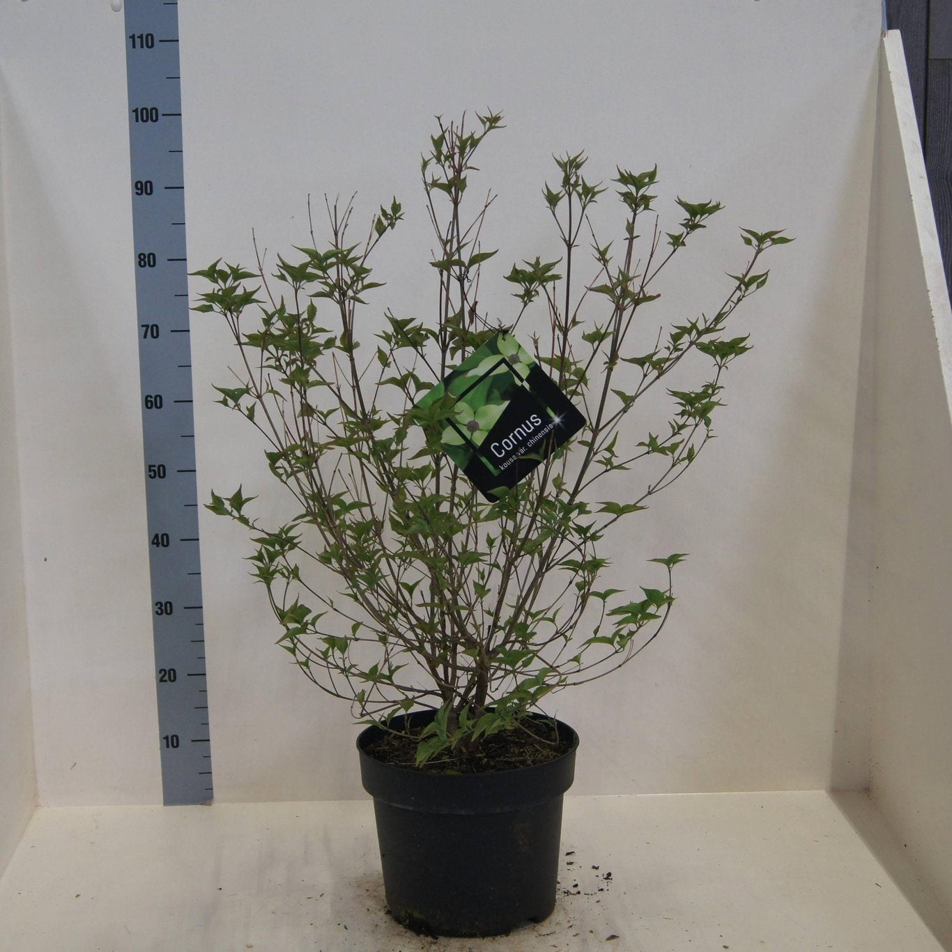 Cornus kousa Chinensis 80cm 28cm Pot
