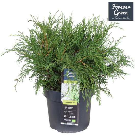 Microbiota decussata 50cm 19cm Pot