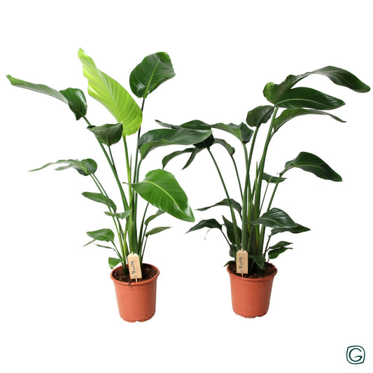 strelitzia-nicolai-130cm-21cm-pot-21strelnic130
