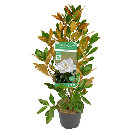 Magnolia grandiflora 60cm 19cm Pot