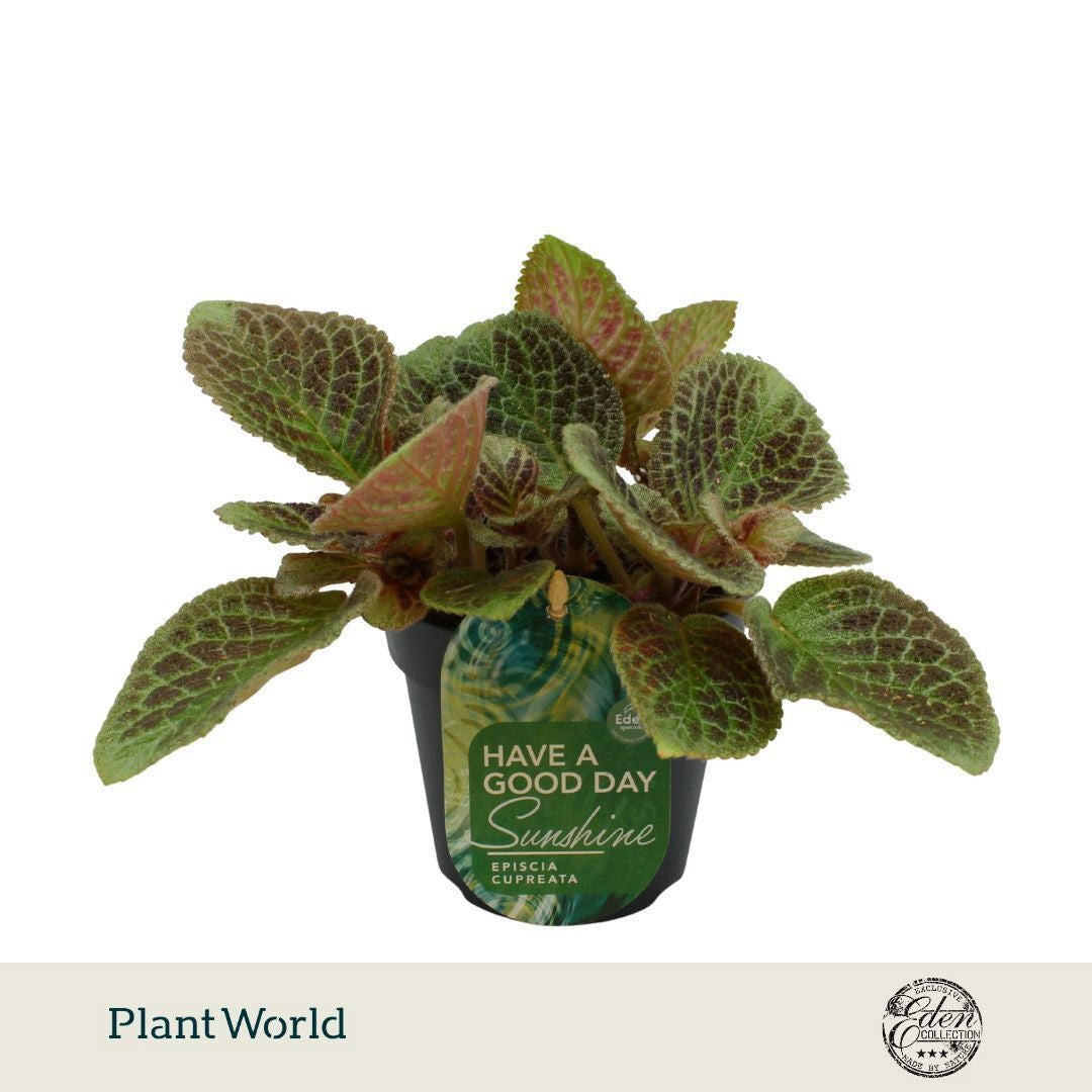 Plantworld Smit Kwekerij Episcia reptans Pack of 8