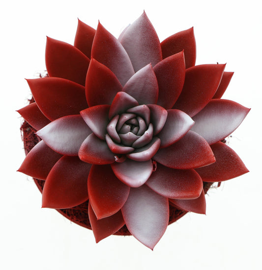 Rainbow Switzerland 15cm 12cm Pot