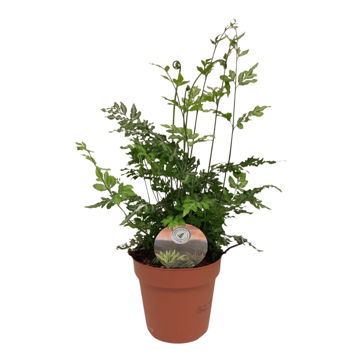 Pteris Evergemiensis 35cm 12cm Pot