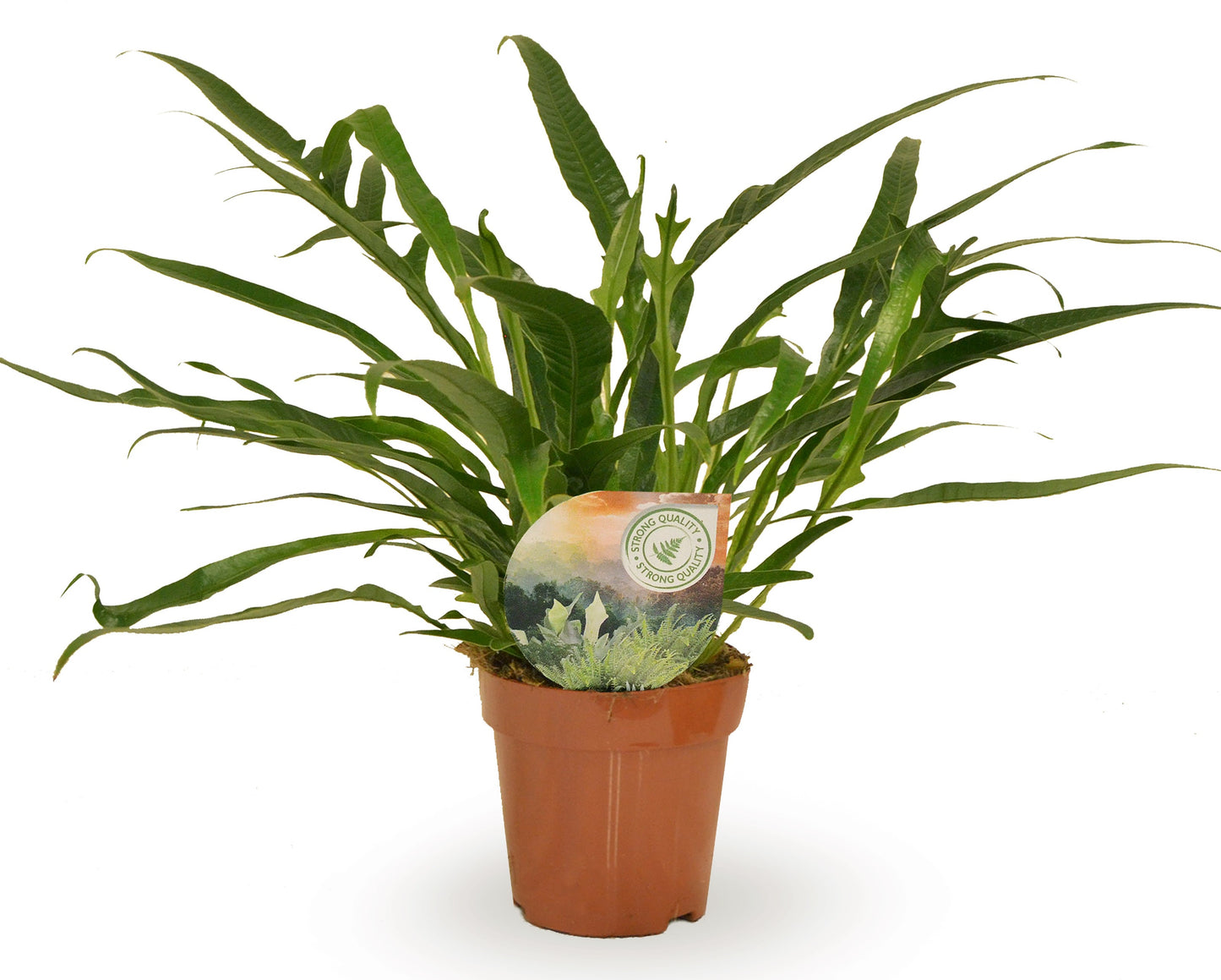 Aglaomorpha coronans 30cm 12cm Pot