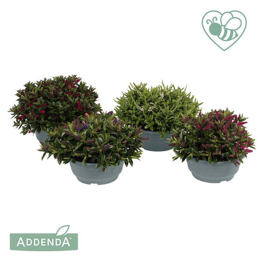 Hebe Addenda mix 30cm 23cm Pot