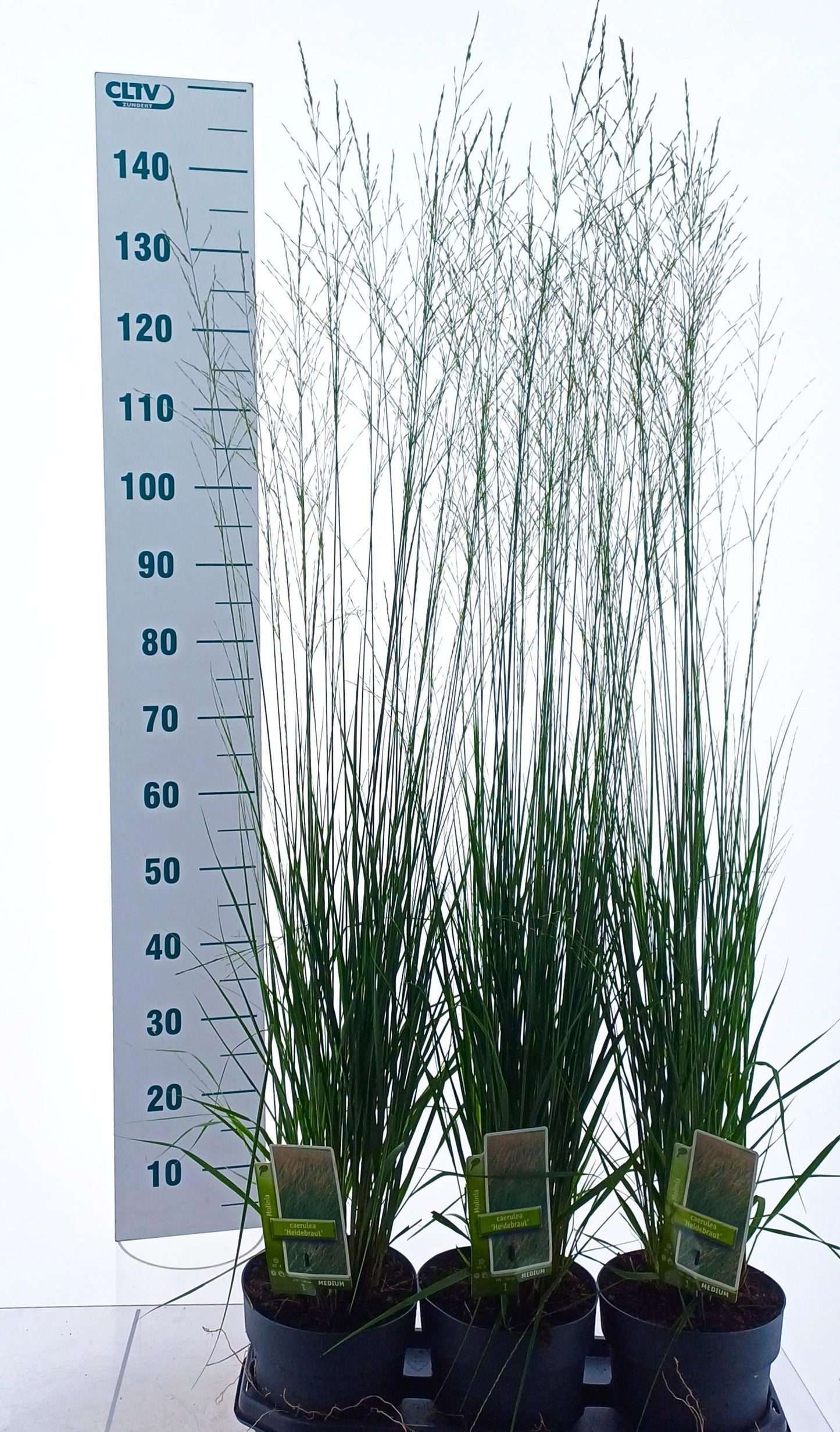 Molinia Heidebraut 135cm 19cm Pot
