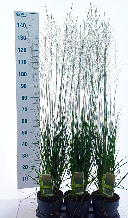 Molinia Heidebraut 135cm 19cm Pot