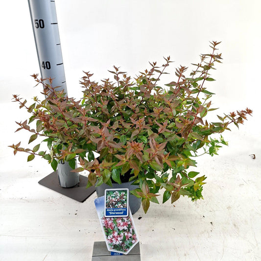Abelia gran. Sherwood 35cm 17cm Pot