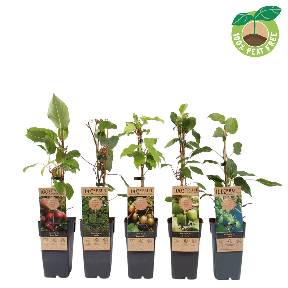 Actinidia mix 50cm 15cm Pot