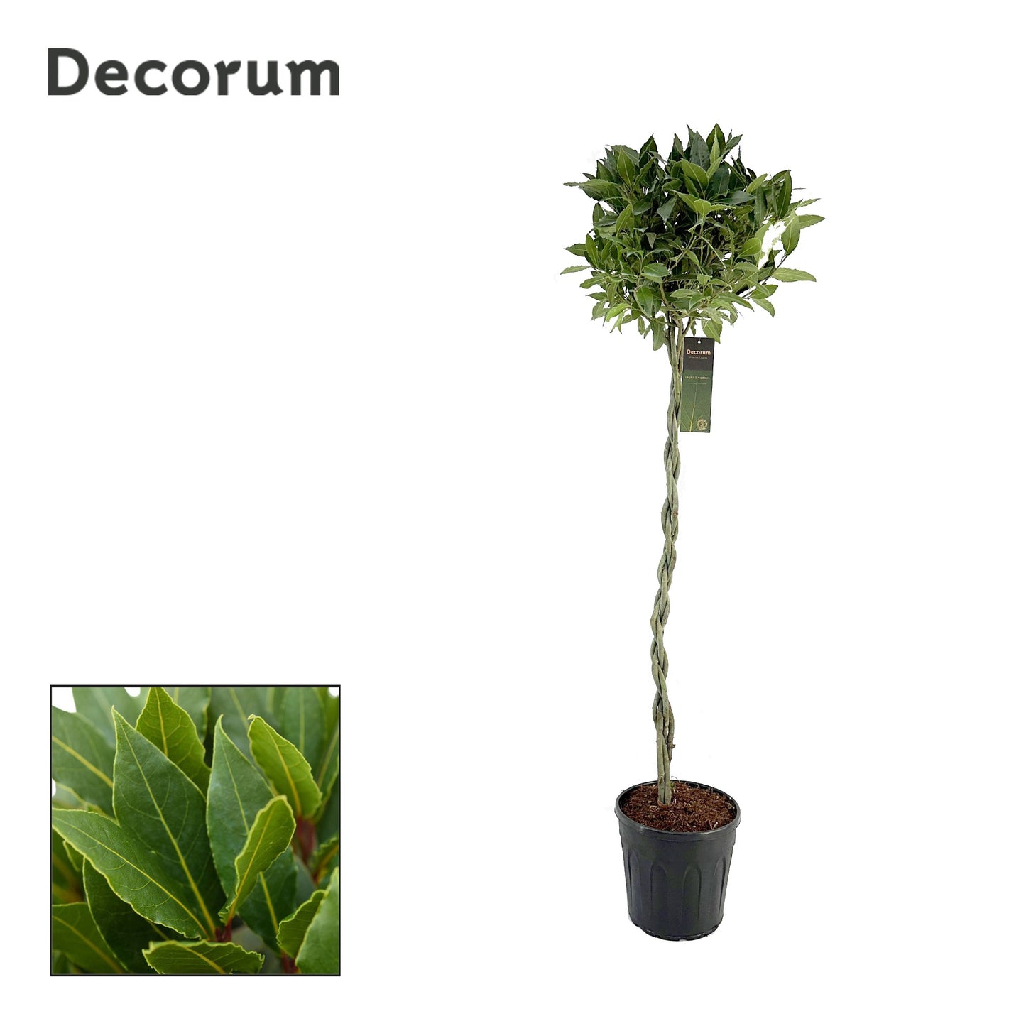 Laurus nobilis 140cm 25cm Pot