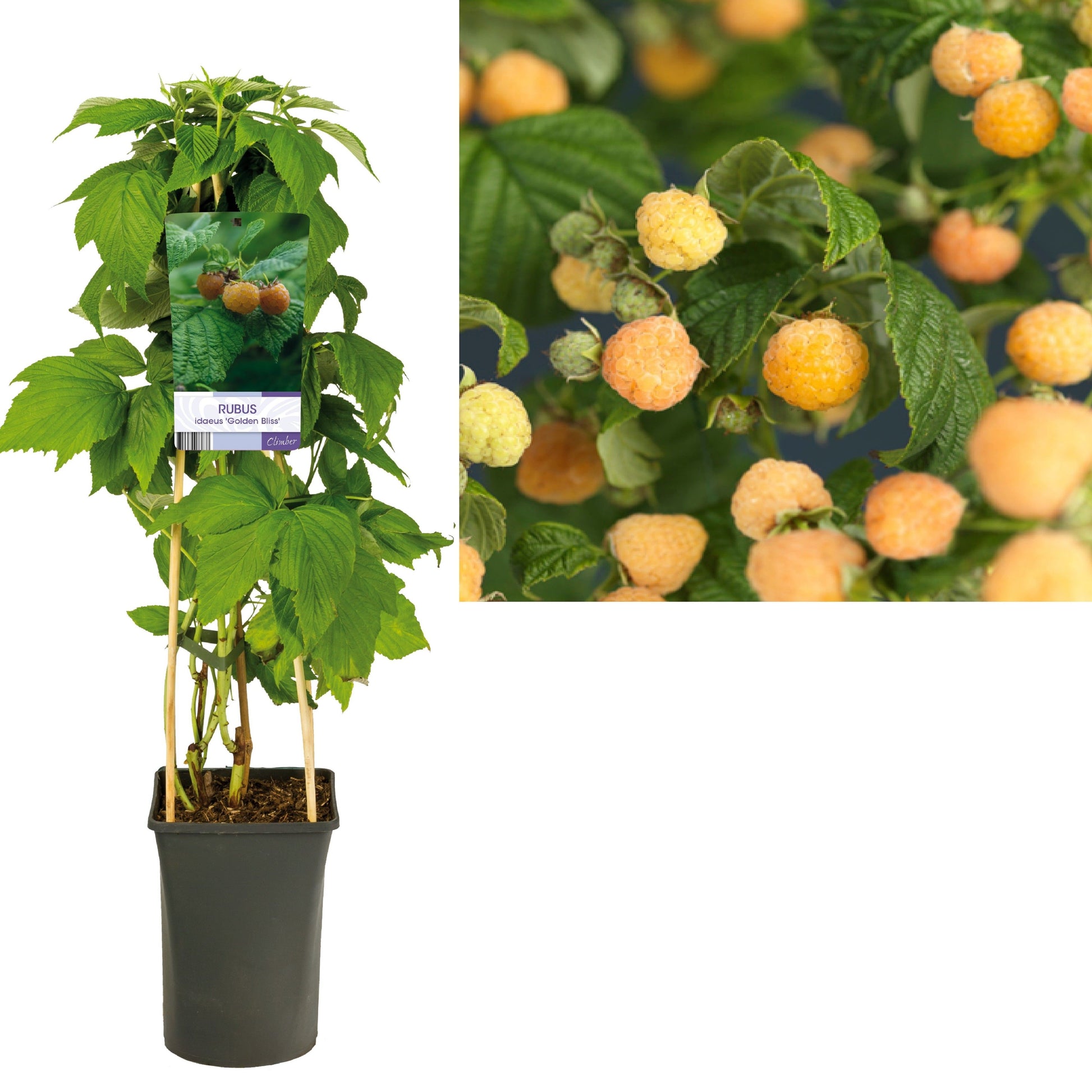 Rubus mix 75cm 17cm Pot