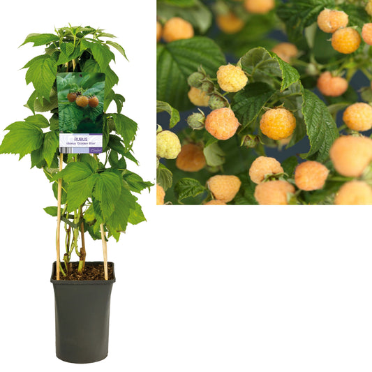 Rubus mix 75cm 17cm Pot