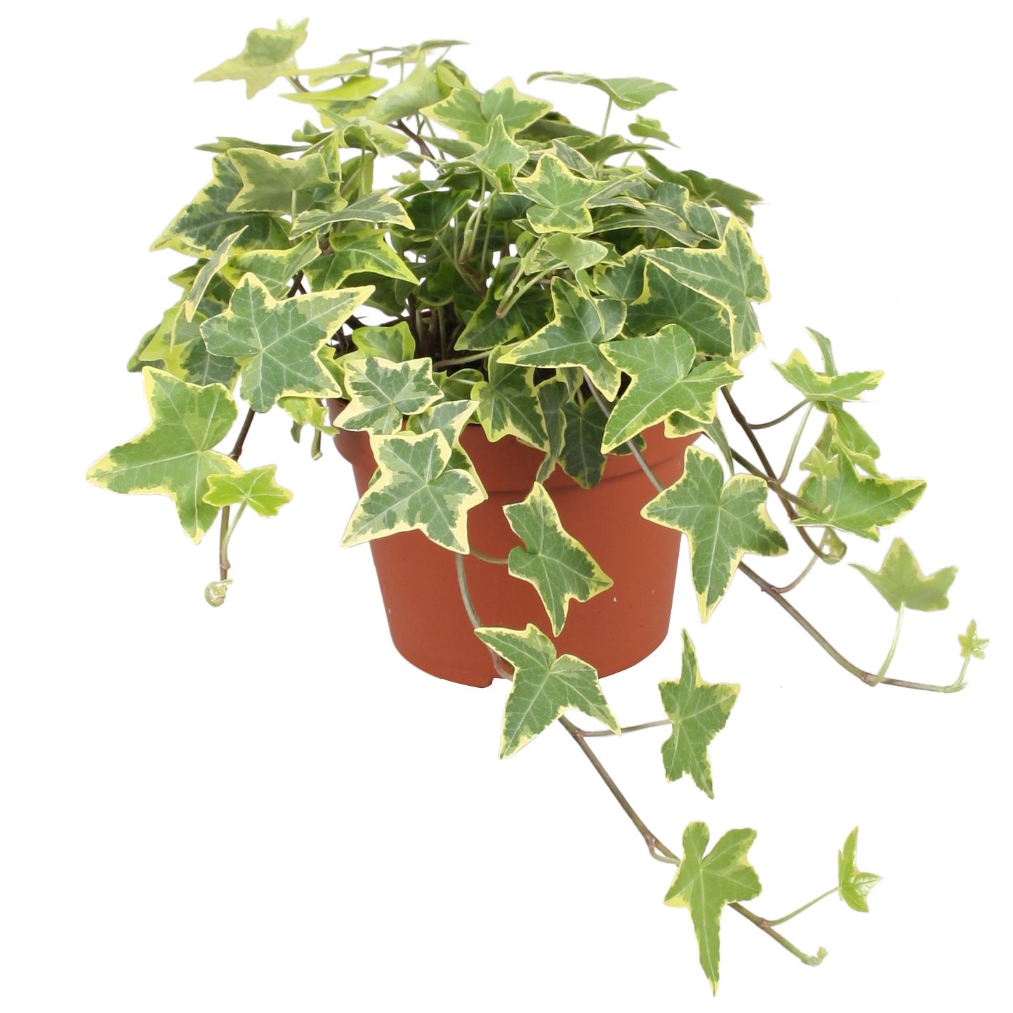 Vireo-Hedera plant BV Hedera helix mix Pack of 8