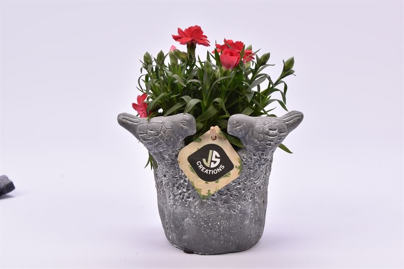 Outdoor arrangement 12cm Pot