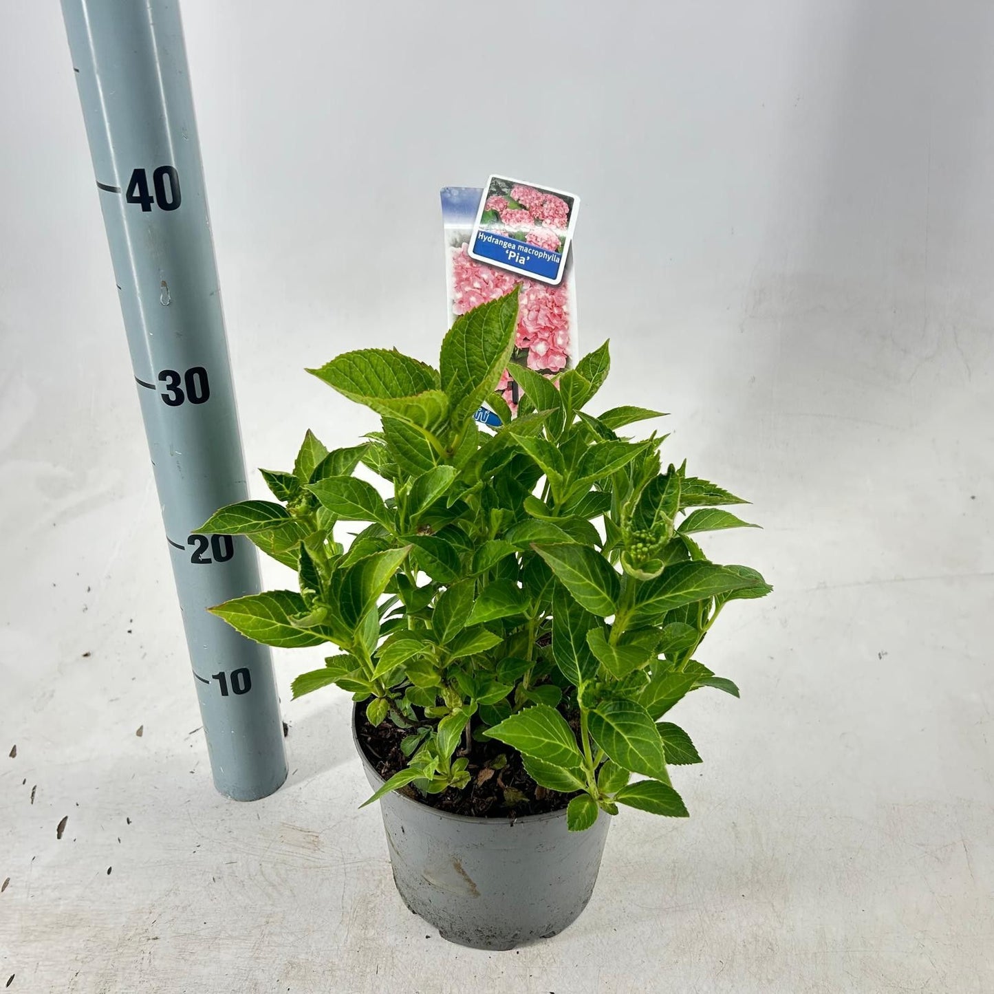 hydrangea-pia-30cm-17cm-pot